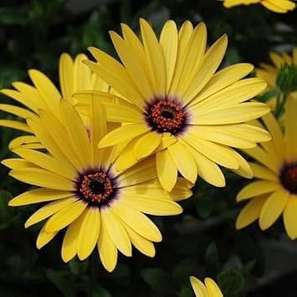 Heirloom Yellow Dimorphotheca Flower Seeds for Planting Non-GMO High Germination Organic Garden Seeds