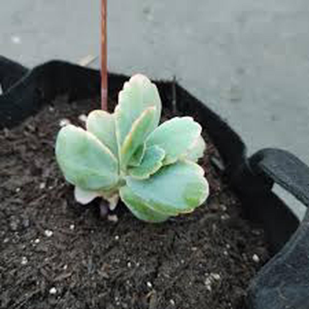 Kalanchoe Flower Seeds for Planting  Heirloom, Non-GMO, High Germination Organic Garden Seeds