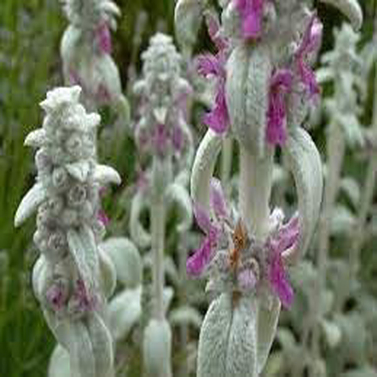 Lambs Ear Plant For Planting Fresh Non Gmo Flower Seeds for Home Garden Planting, Premium Organic