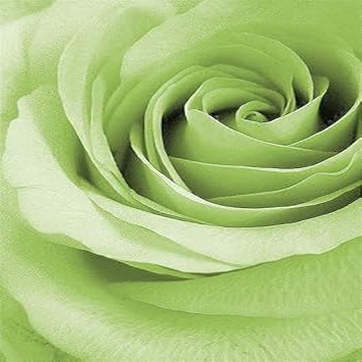 Light Green Rose Flower seeds for Planting - Fragrant Blossoms, Heirloom & GMO Free Seeds for Home Garden