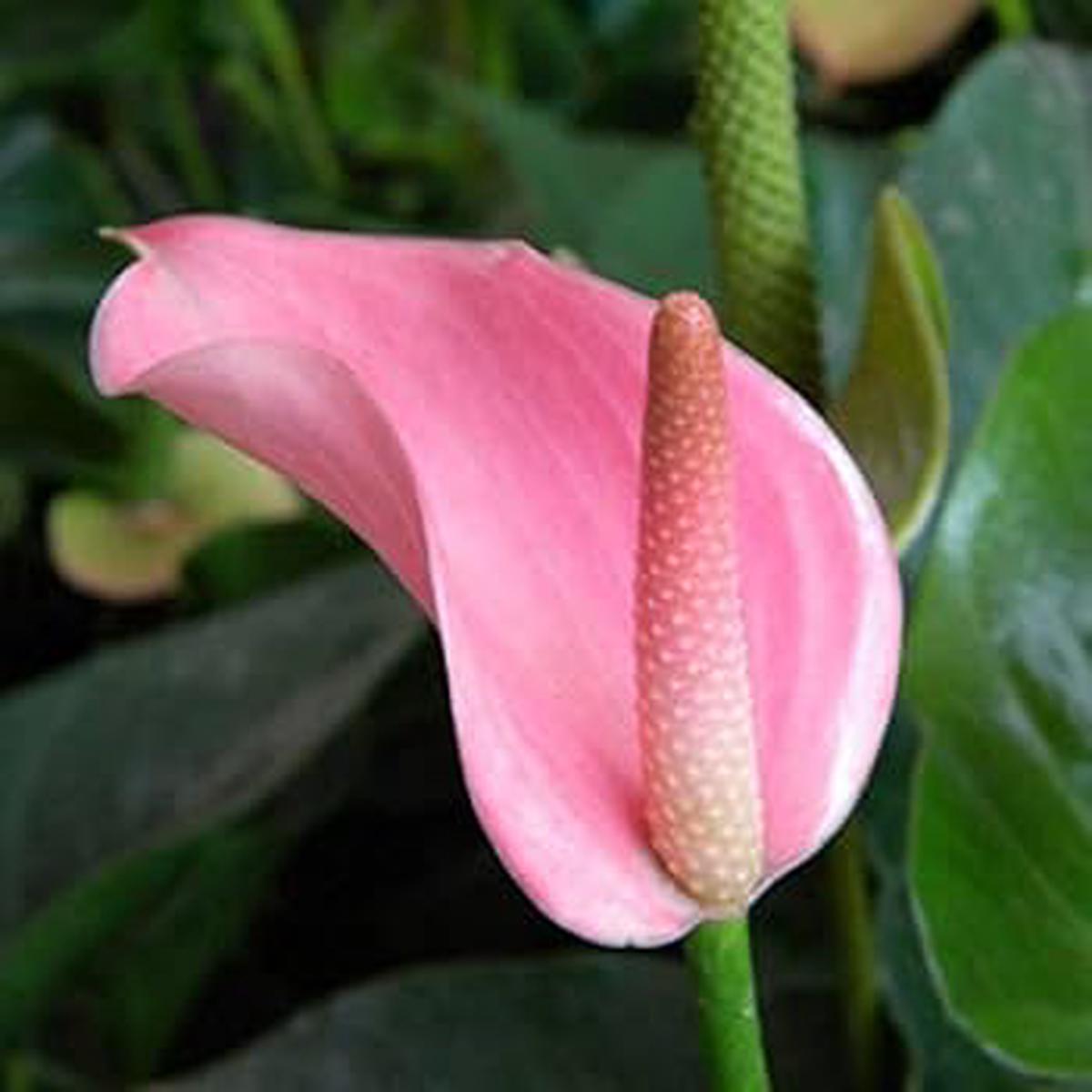 Light Pink Anthurium Perennial Flower Seeds for Planting  Sun Loving, Heirloom, Non-GMO, High Germination Organic Garden Seeds