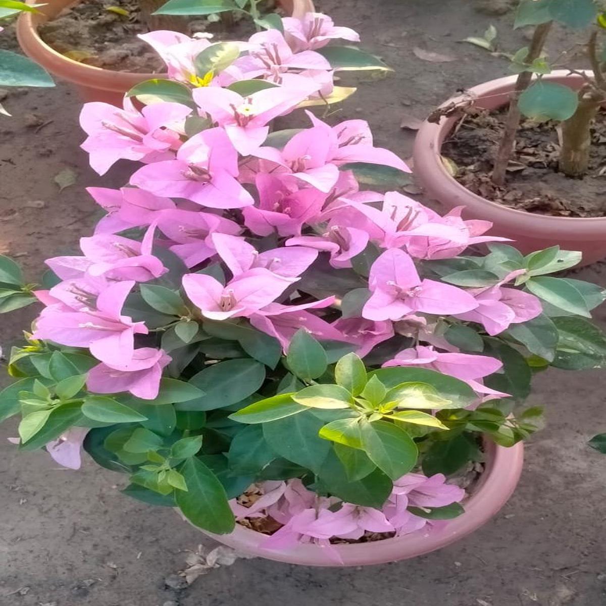 Light Pink Bougainvillea Flower Seeds for Planting Heirloom, Non-GMO, High Germination Organic Garden Seeds