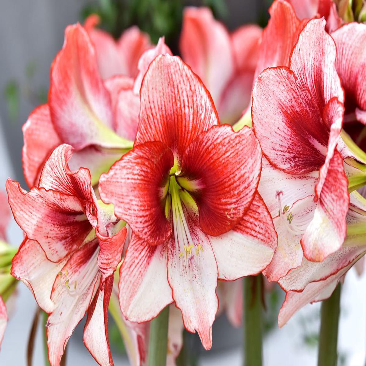 Light Red White Amaryllis Flower Seeds for Planting  Heirloom, Non-GMO, High Germination Organic Garden Seeds