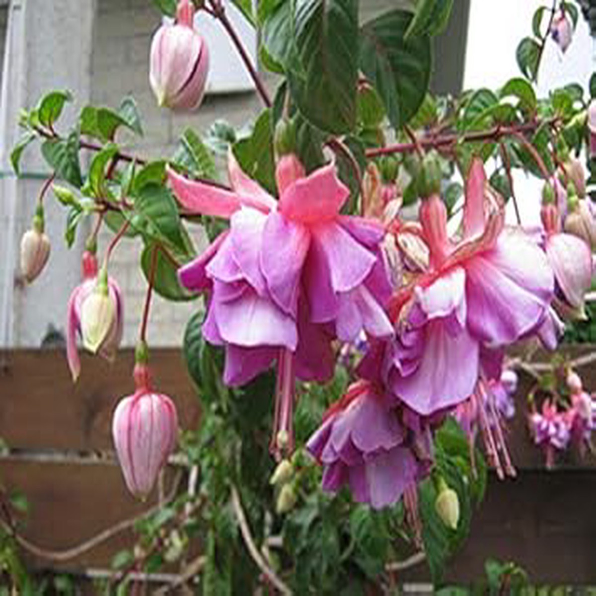 Light Violet Pink Fuchsia Seeds for Planting Organic, Heirloom, Non-GMO, High Germination Organic Garden Flower Seeds