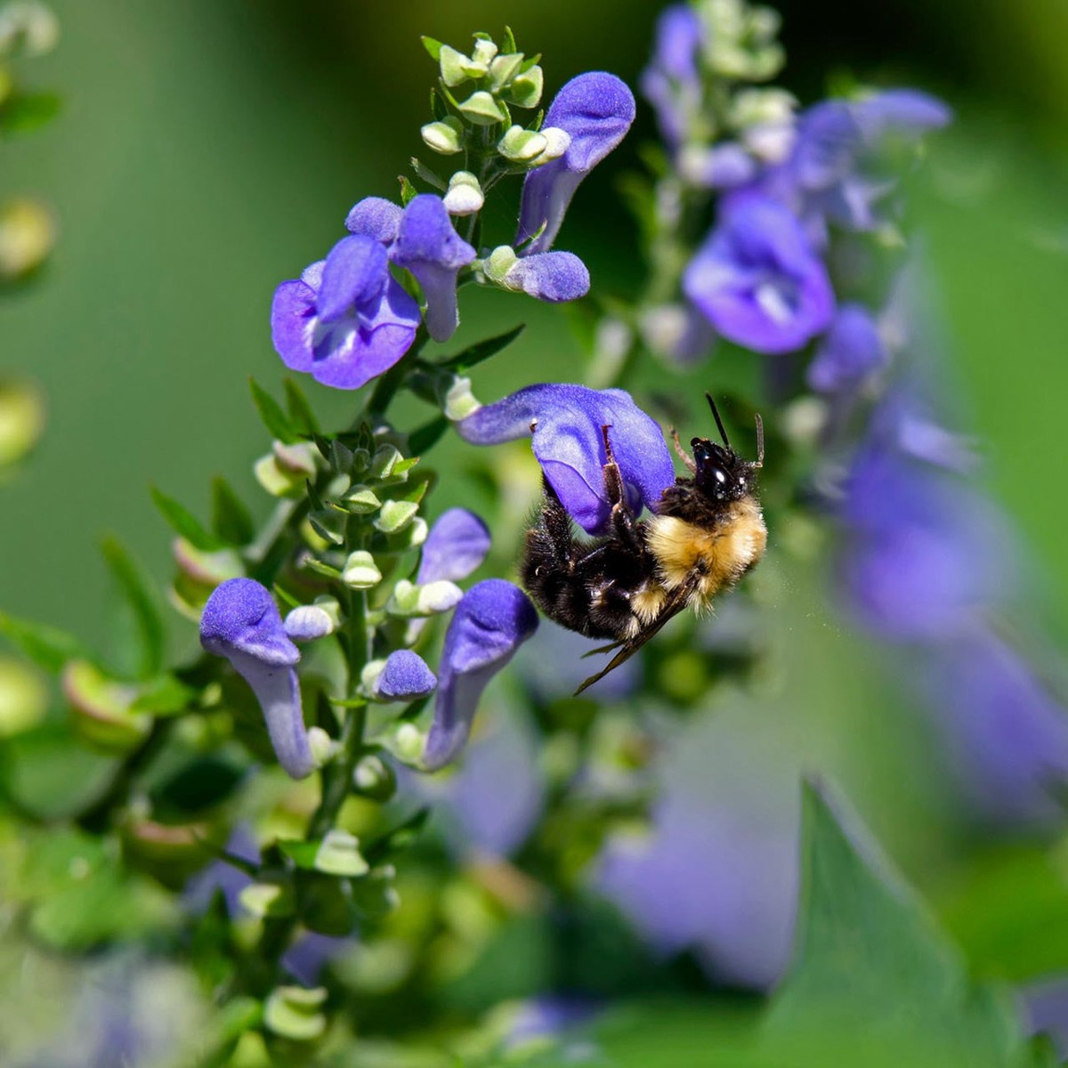 Mad Dog Skullcap Flower Seeds for Planting Heirloom, Non-GMO, Easy to Grow, Perennial