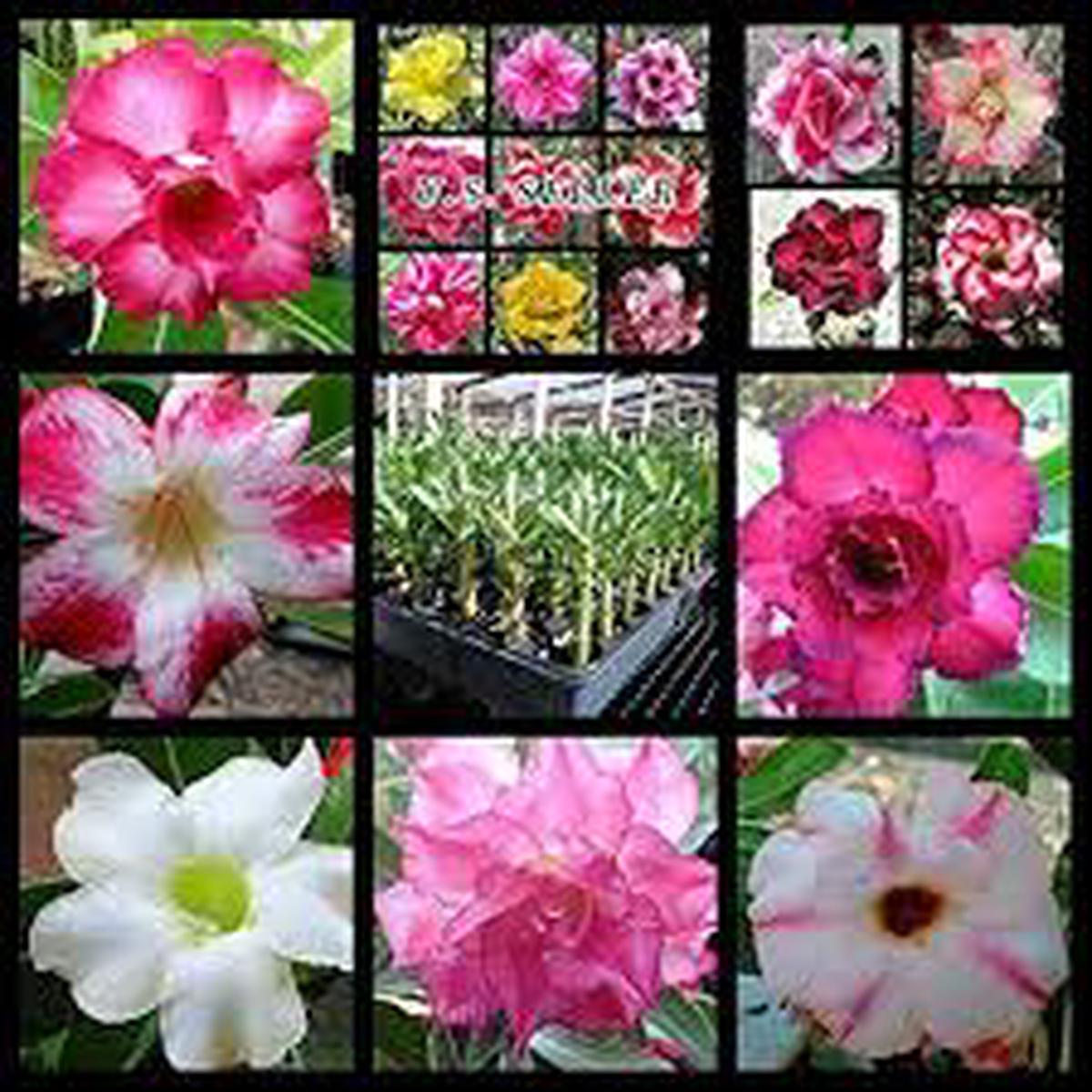 Mixed Adenium Rose Plant Seeds for Planting  Heirloom, Non-GMO Seeds, High Germination, Organic Garden