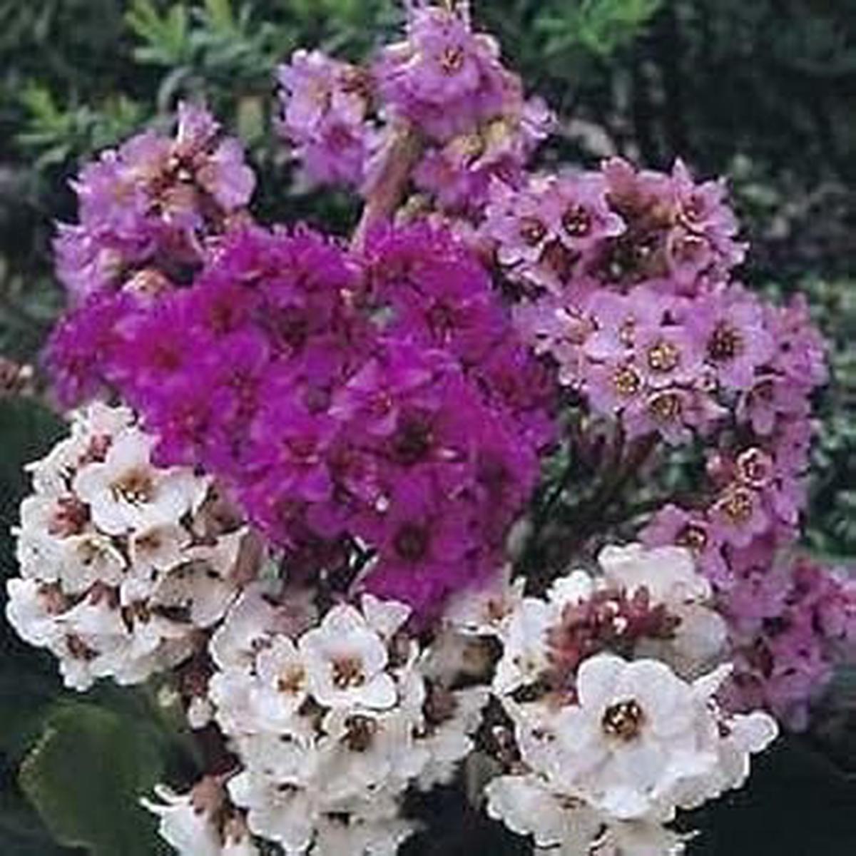 Mixed Bergenia Cordifolia Flower seeds for Planting - Compact Growth, Heirloom & GMO Free Seeds for Home Garden