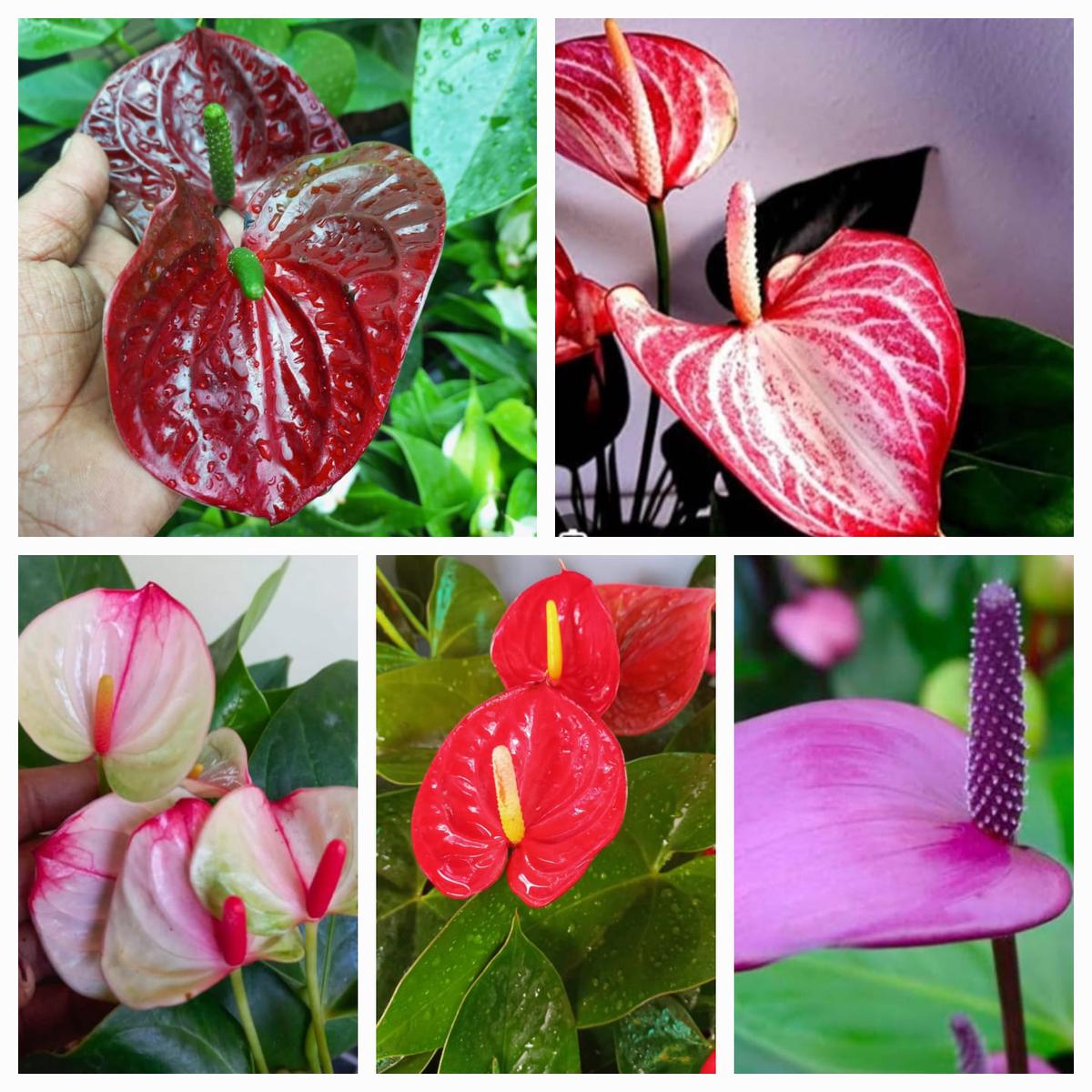 Mixed Color Anthurium Linden Flower Seeds for Planting Colorful Display Heirloom & GMO Free Seeds for Home Garden Sale