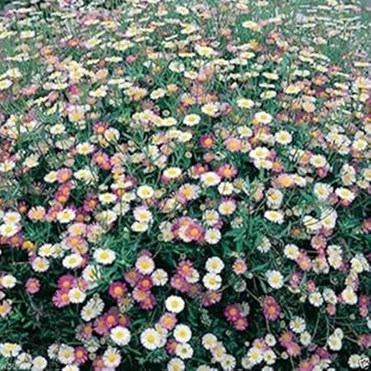 Mixed Erigeron Flower seeds for Planting - Drought Tolerant, Heirloom & GMO Free Seeds for Home Garden