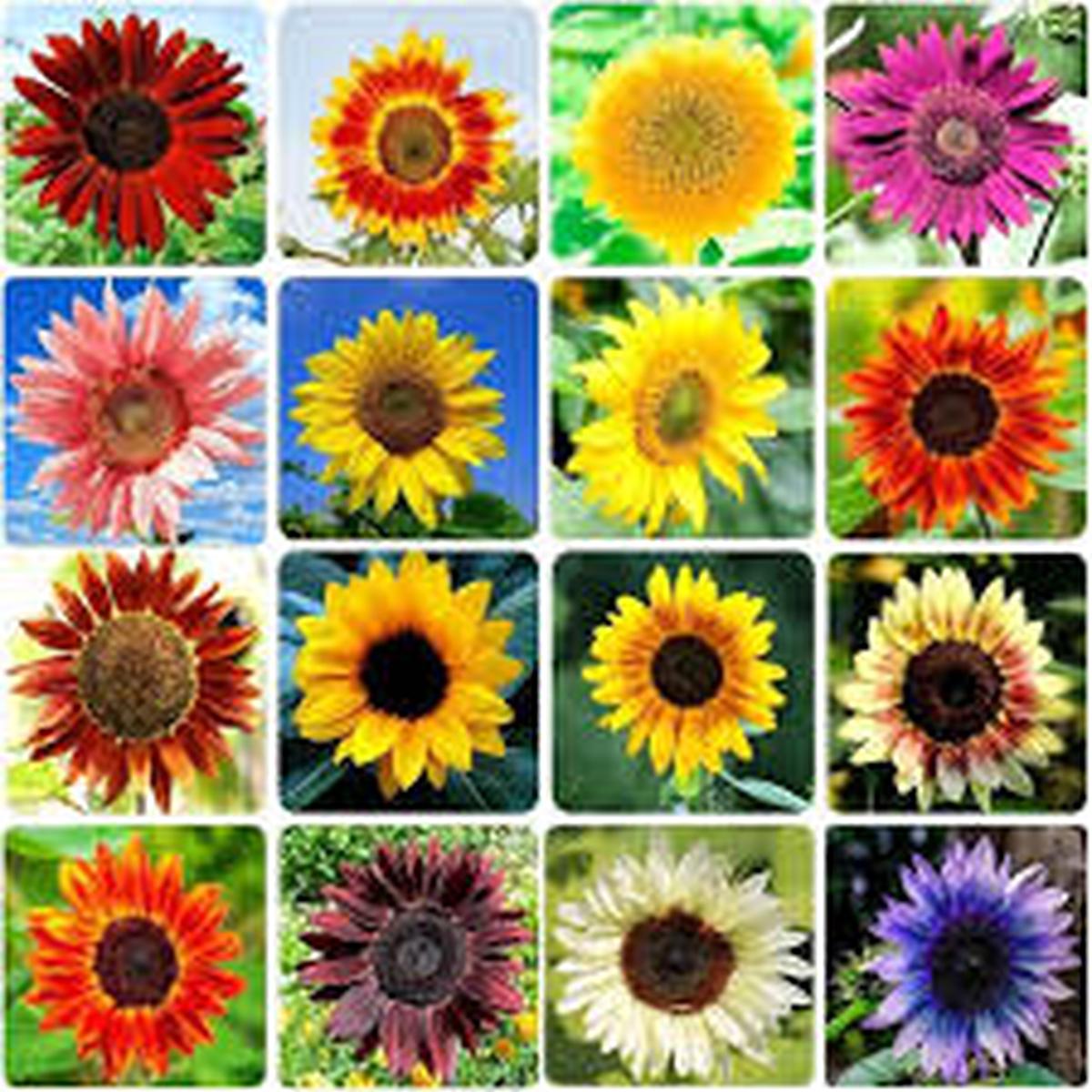 Mixed Sunflower Flower Seeds  Non-GMO, High Germination Heirloom Organic Garden Seeds
