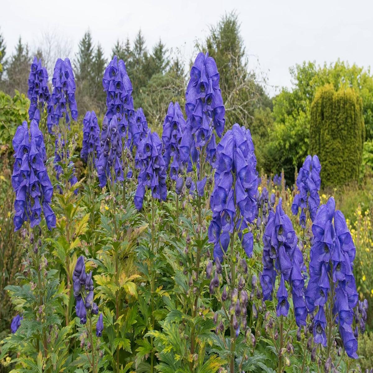 Monkshood Flower seeds for Planting - Shade Tolerant, Heirloom & GMO Free Seeds for Home Garden