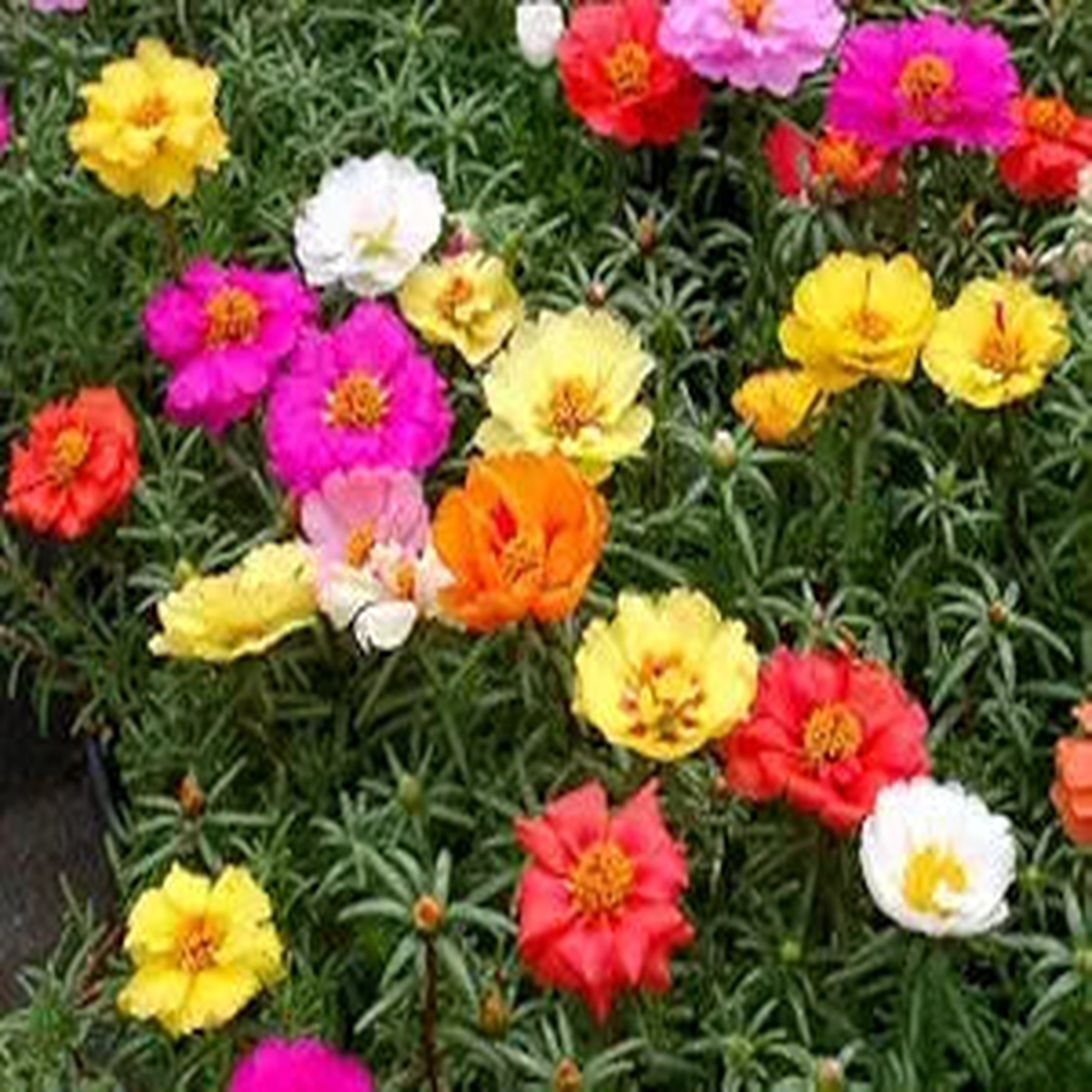 Moss Rose Tequila Mix Portulaca Seeds for Bright and Resilient Blooms