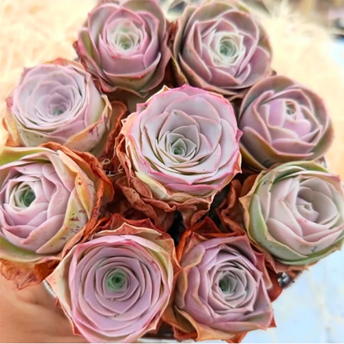 Mountain Rose Aeonium Greenovia Flower Seeds for Planting Heirloom Non-GMO Organic Garden Seeds with High Germination