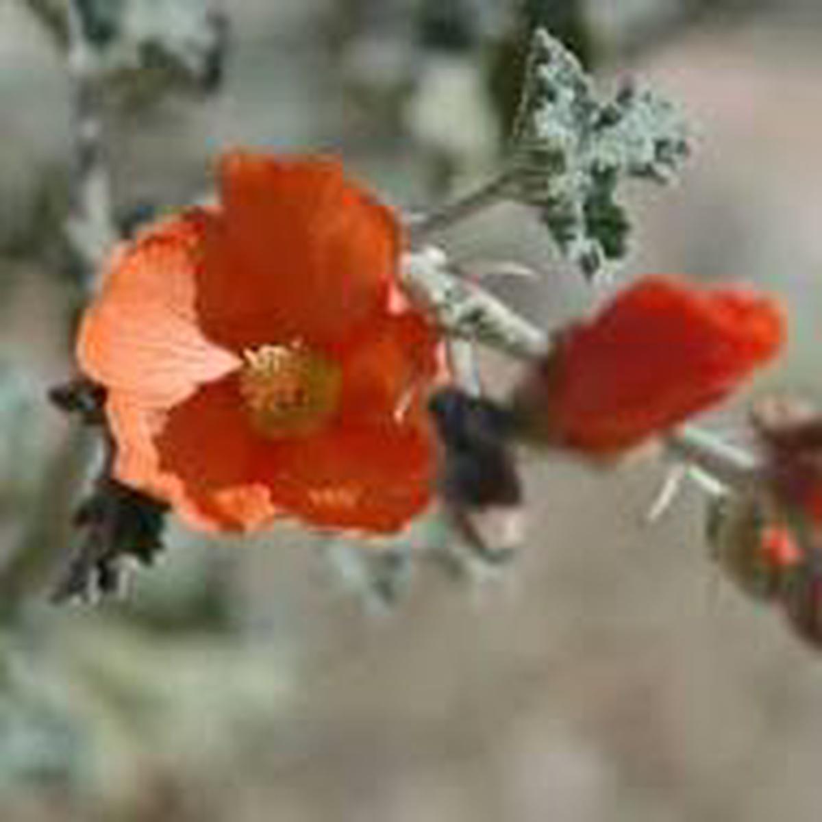 Orange Sphaeralcea Flower Seeds for Planting  Heirloom Non-GMO, High Germination Organic Garden Seeds