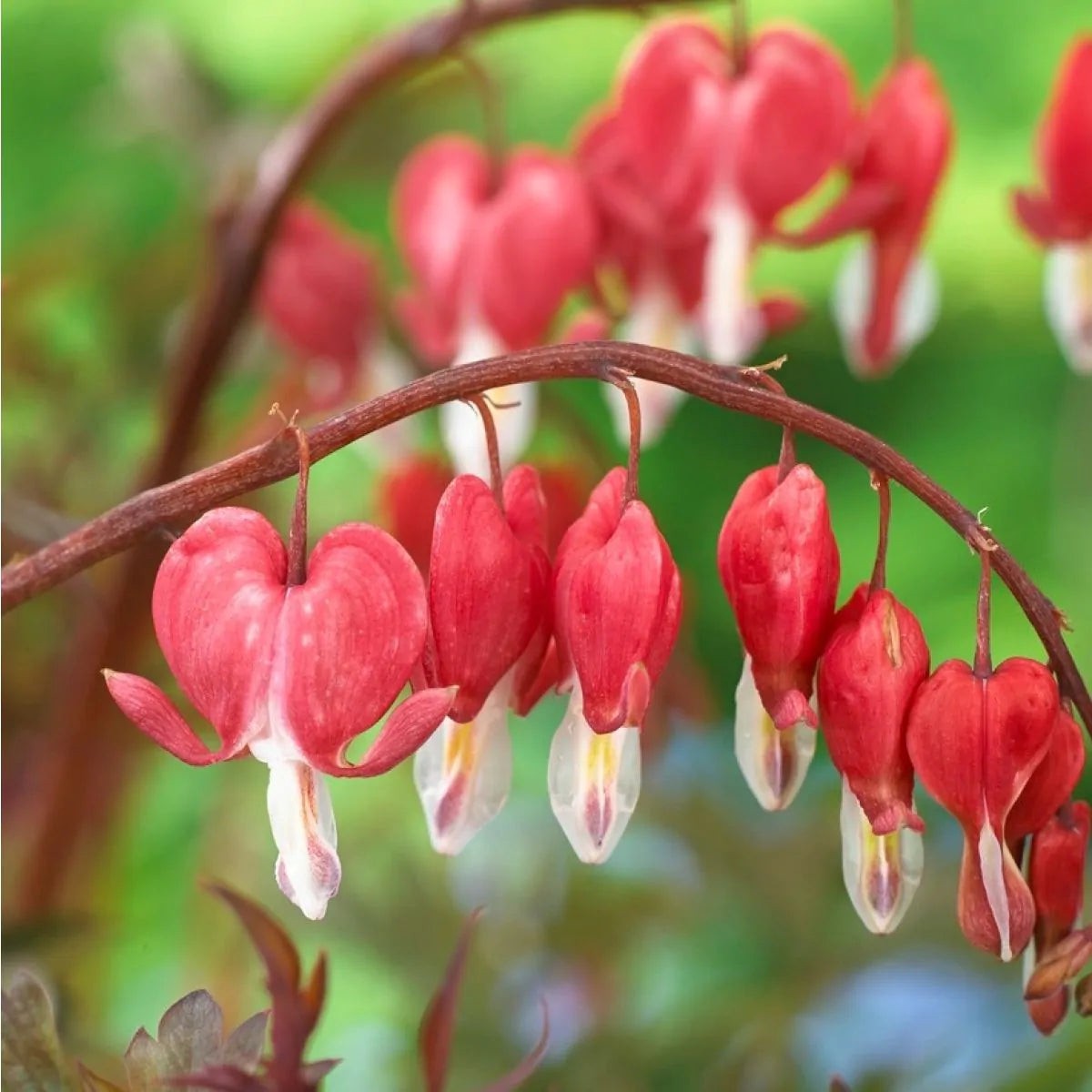 Organic Heirloom Non-GMO Bleeding Heart Seeds for Planting Shade Garden Flowers, High Germination