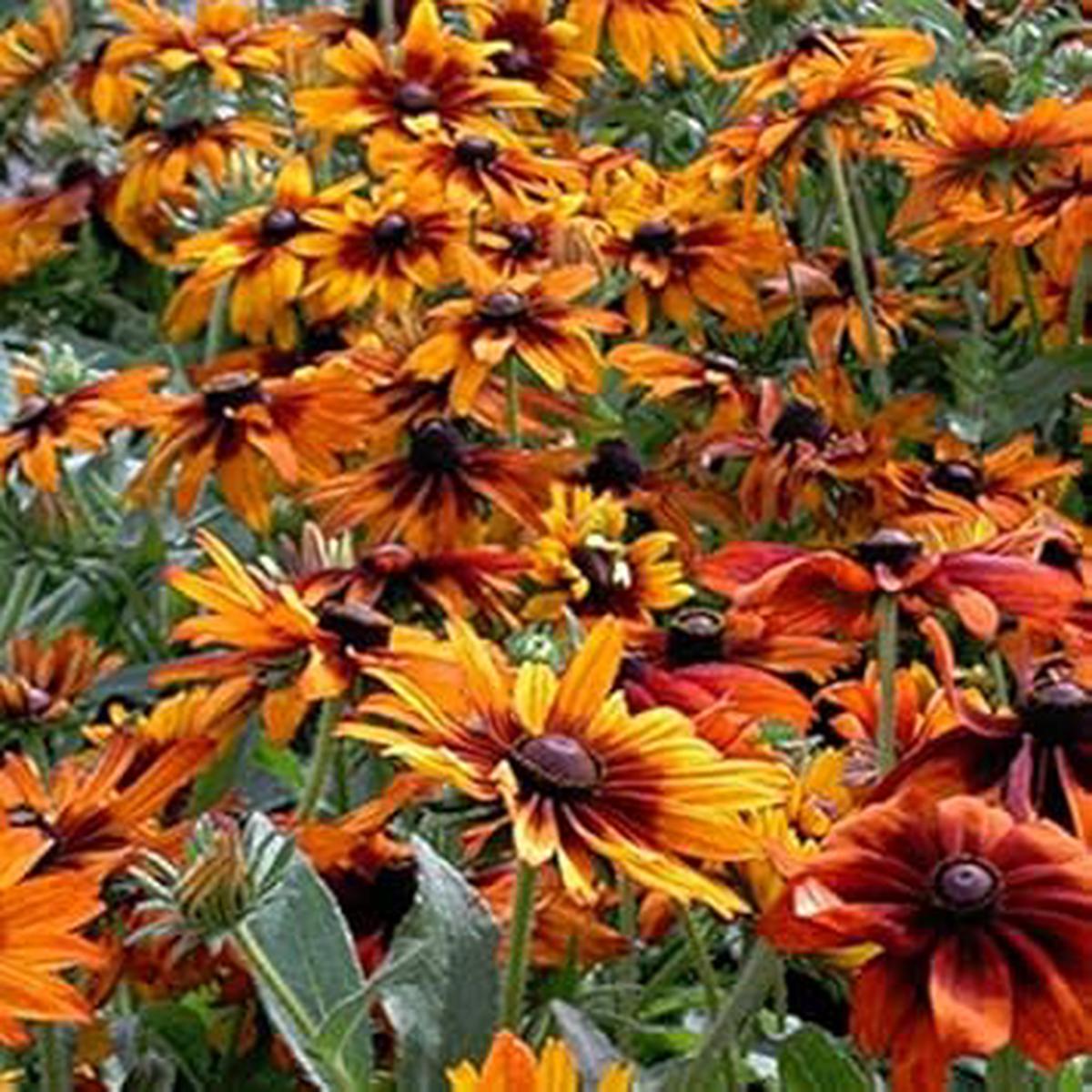 Organic Orange Cappuccino Rudbeckia Flower Seeds for Planting  Heirloom, Non-GMO