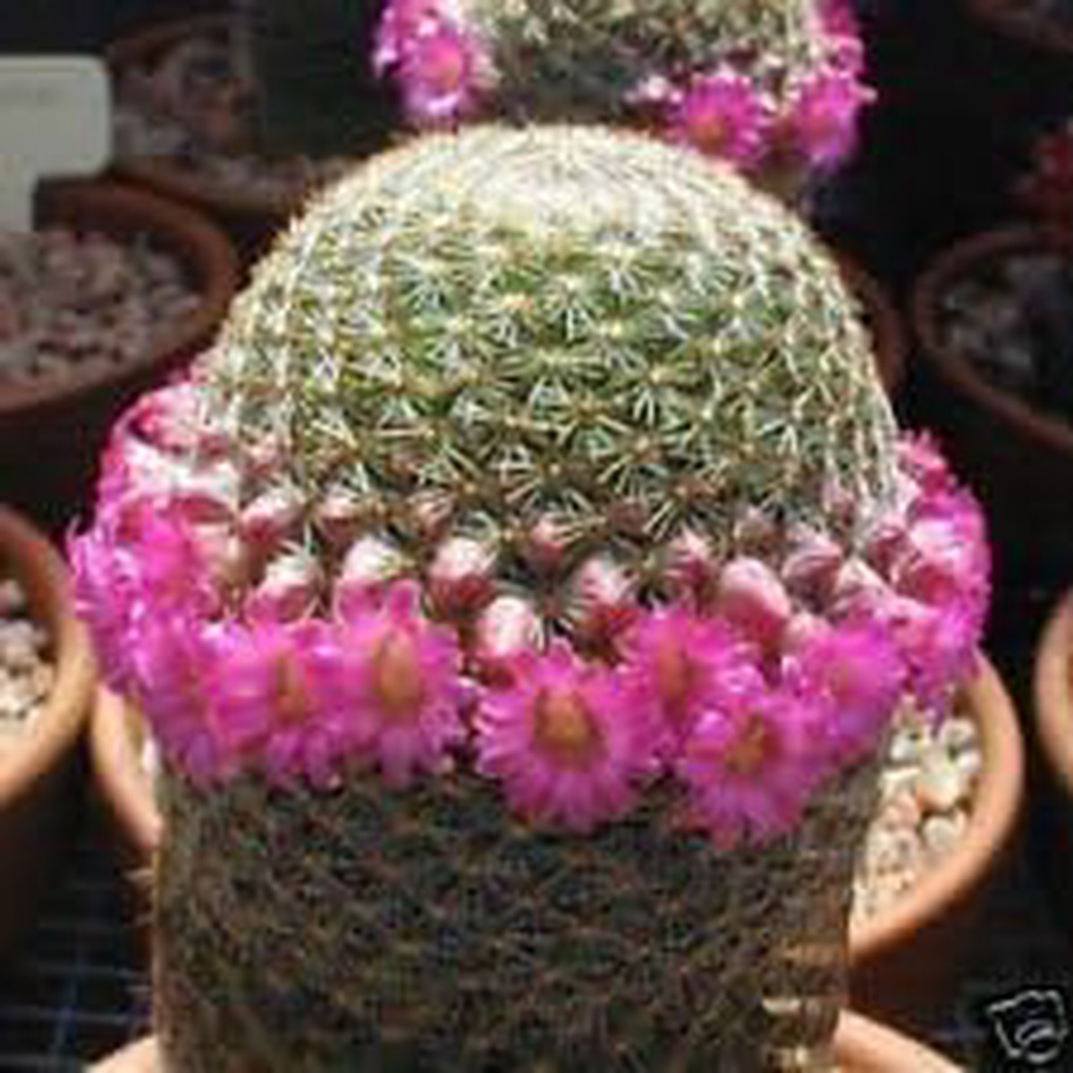 Pink Mammillaria Seeds for Planting  Organic, Heirloom, Non-GMO Plant Seeds