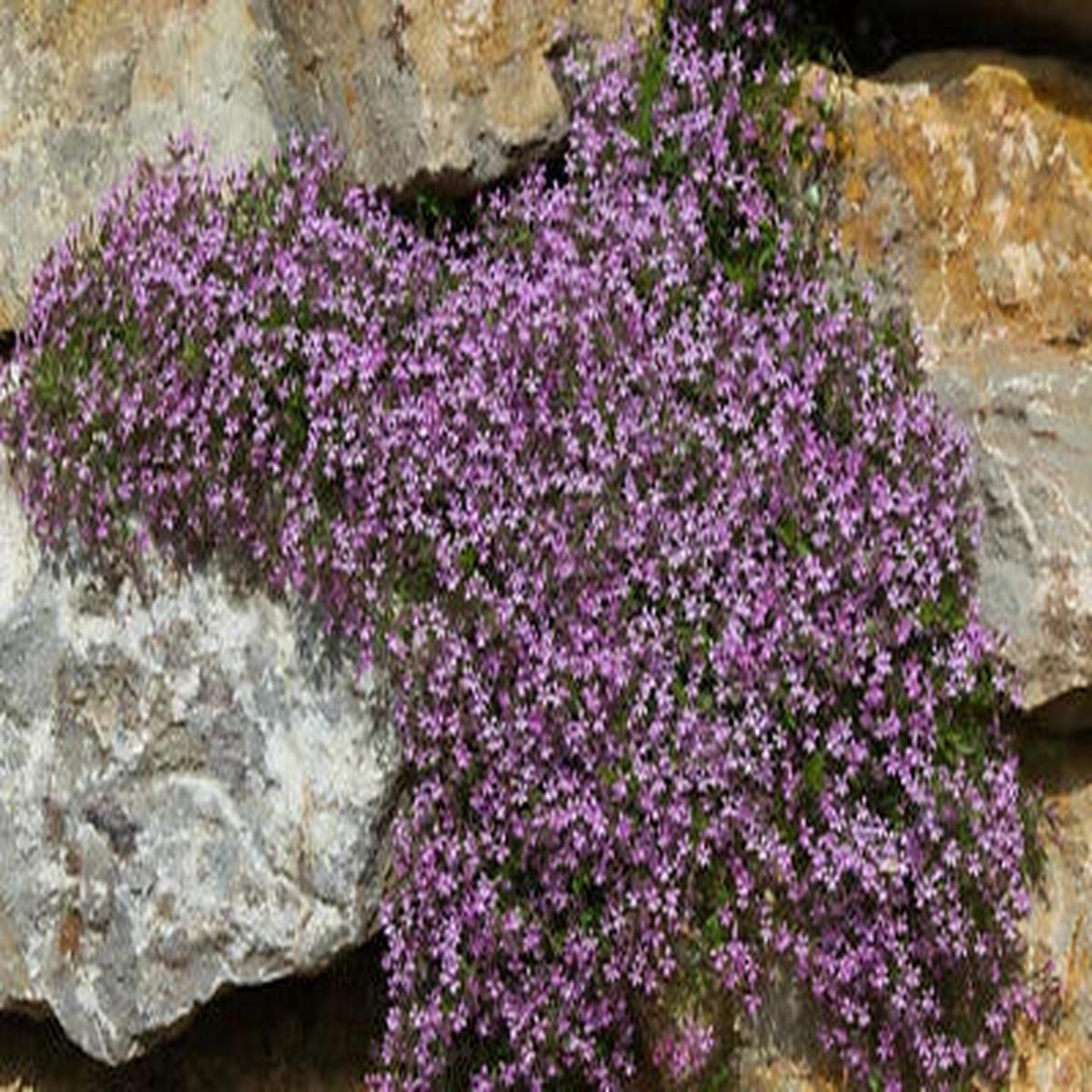 Pink Rock Soapwort Flower Planting Saponaria Ocymoides Soap Alternative Heirloom Non Gmo Flower