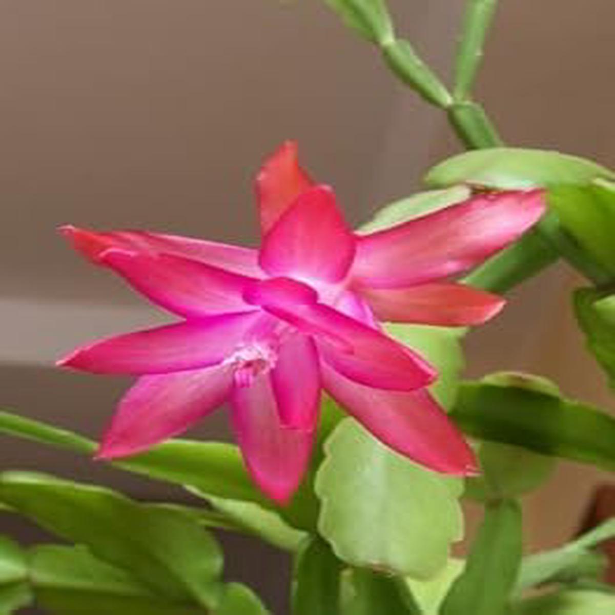 Pink Zygocactus Truncatus Flower seeds for Planting - Premium Quality, Heirloom & GMO Free Seeds for Home Garden
