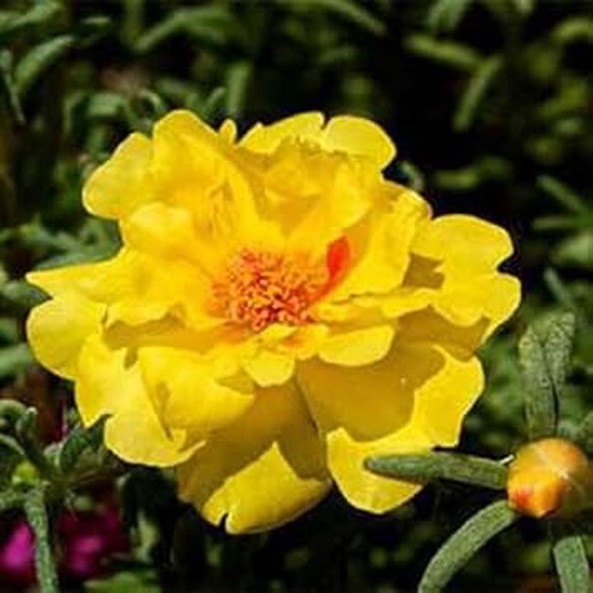 Portulaca Flower Seeds for Planting  Heirloom, Non-GMO, High Germination Organic Garden Seeds
