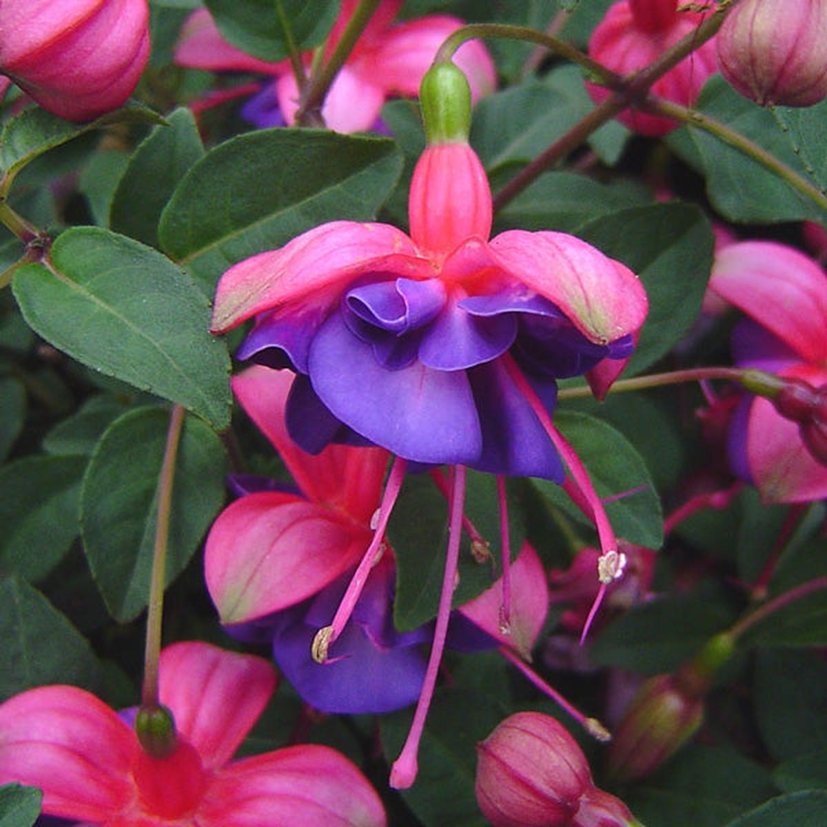 Purple Green Fuchsia Flower Seeds for Planting | Heirloom Non-GMO High Germination Organic Garden Seeds