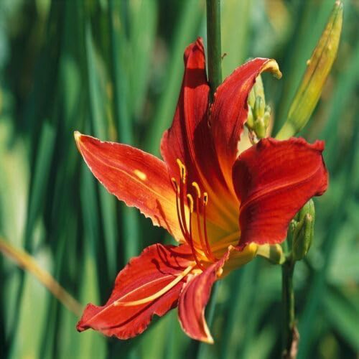 Red Hemerocallis Flower - Heirloom, Non - Gmo Seeds