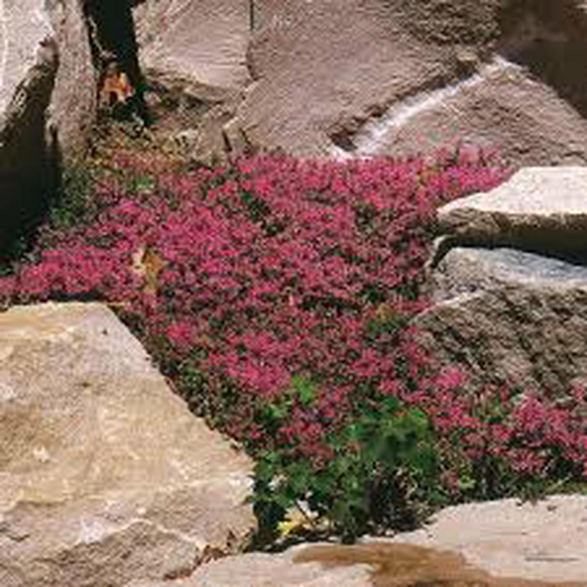 Red White Rock Cress Flower Seeds for Planting  Heirloom, Non-GMO, High Germination Organic Garden Seeds
