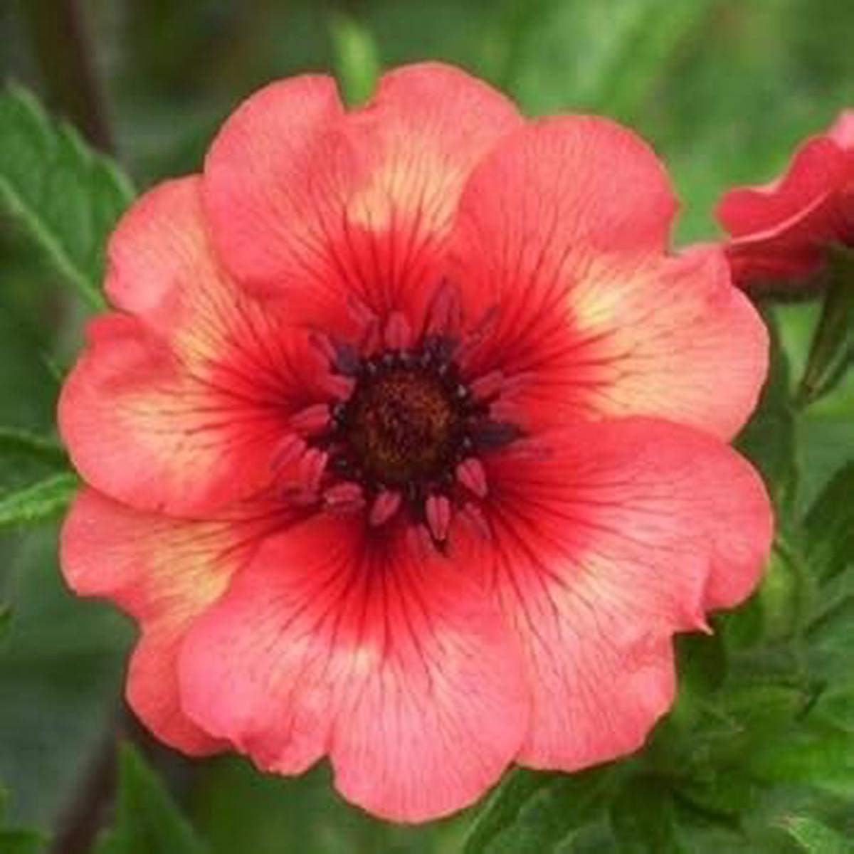 Red Willmott Flower seeds for Planting - Premium Quality, Heirloom & GMO Free Seeds for Home Garden