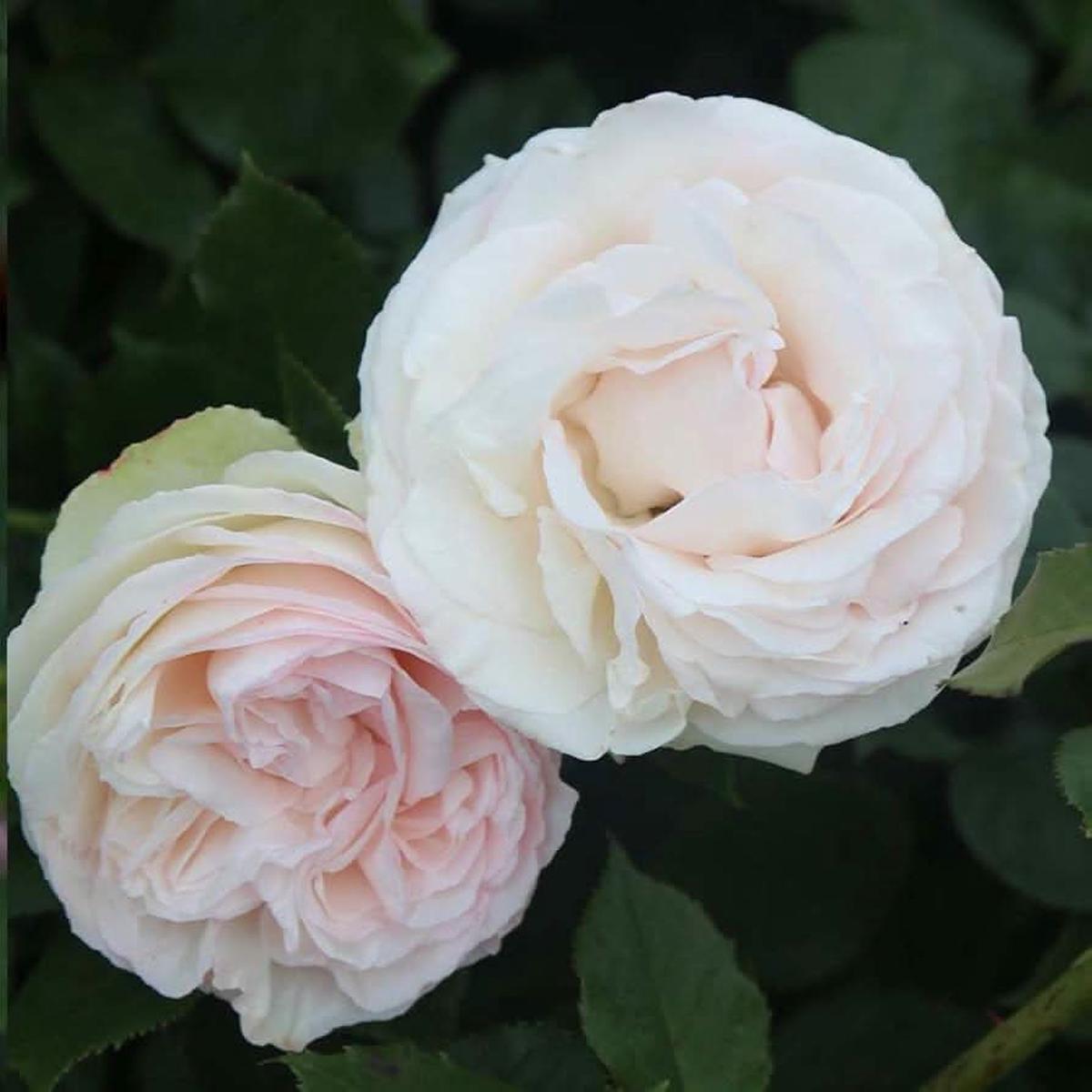 Rose Mixed Rose Flower Flower Seeds for Home Garden Planting, Lush Organic Blooming Collection
