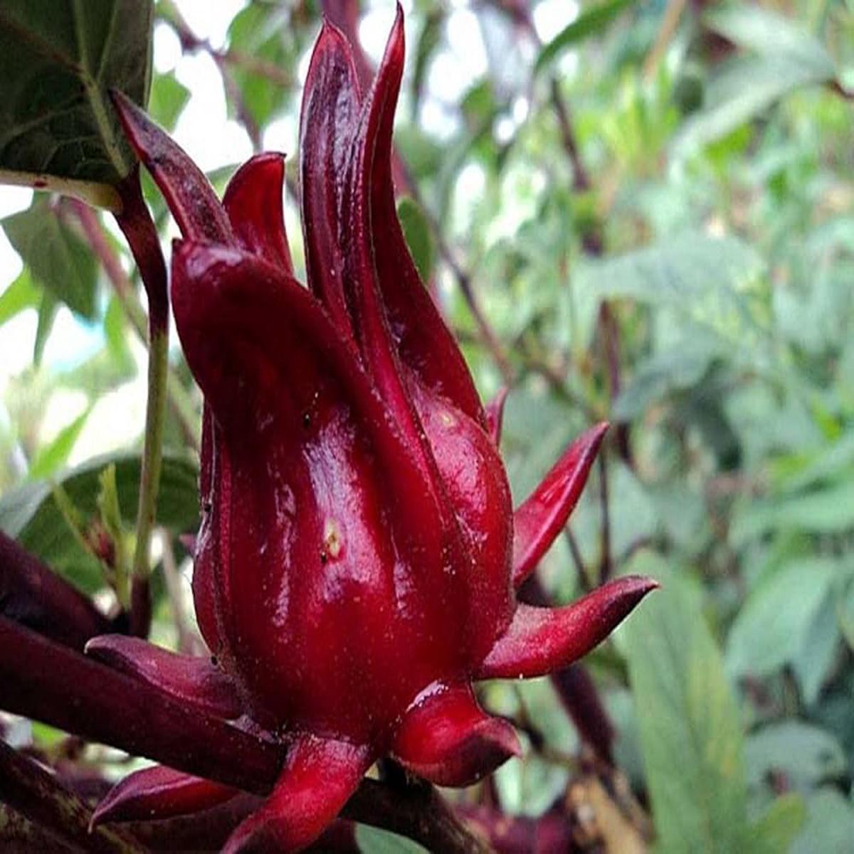 Roselle Hibiscus Sabdariffa Seeds for Planting Edible Garden Herbal Patch