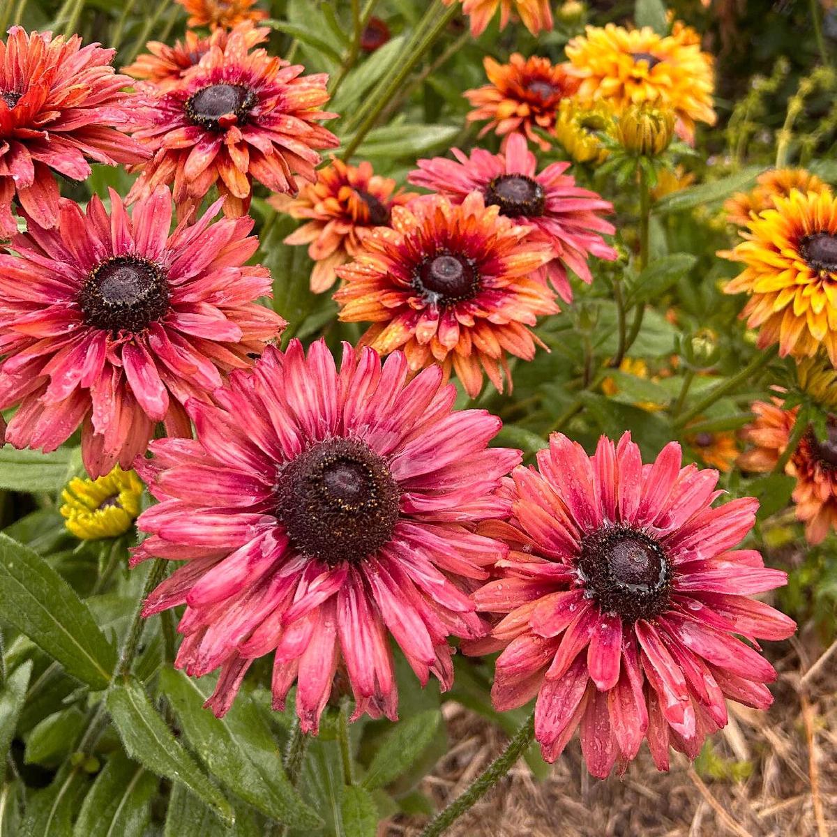 Rudbeckia Sahara Flower Seeds for Planting  Heirloom Non-GMO, High Germination Organic Garden Seeds