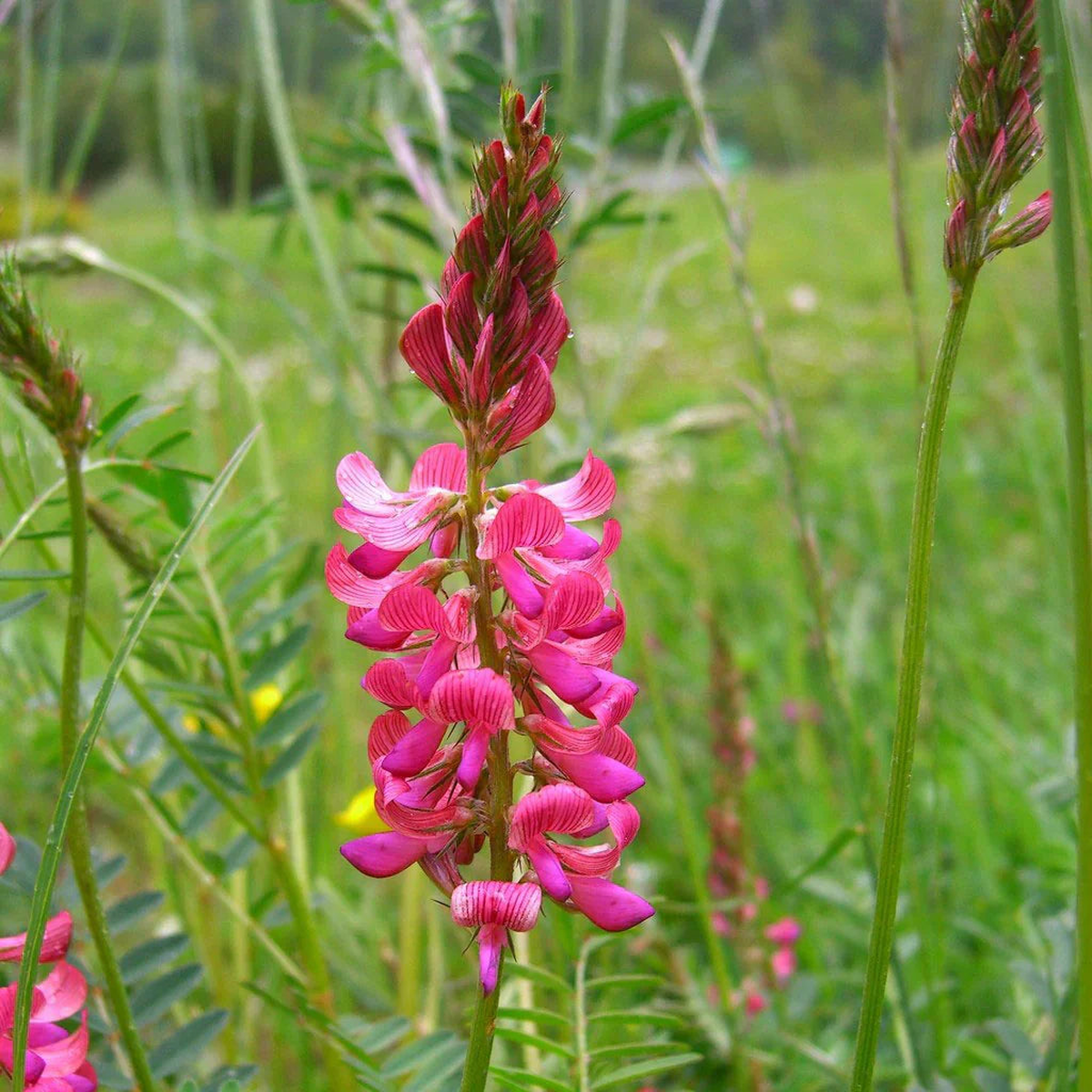 Sainfoin Flower Planting Essentials - Seeds for Thriving and Beautiful Blooms in Your Garden
