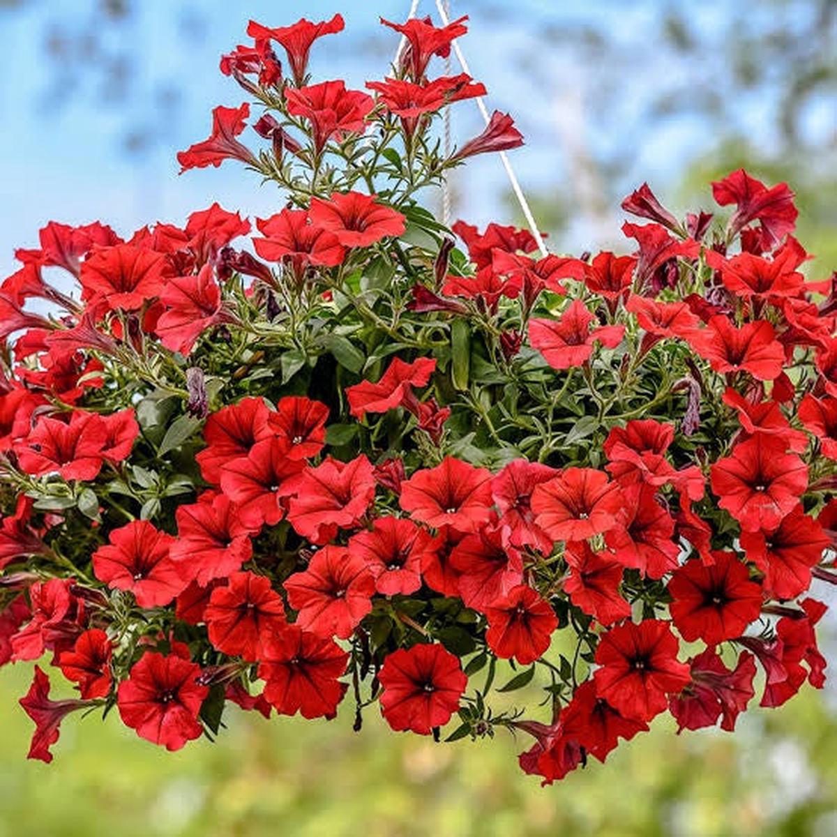 Scarlet Red Petunia Flower Seeds for Planting  Heirloom, Non-GMO, High Germination Garden Seeds