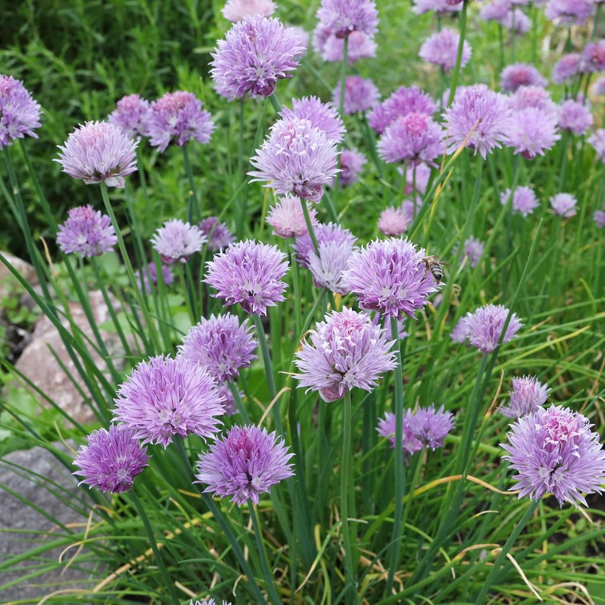 Schoenoprasum Flower Seeds for Planting Cut Flower Favorite, Heirloom, Non-GMO, Organic Garden Seeds