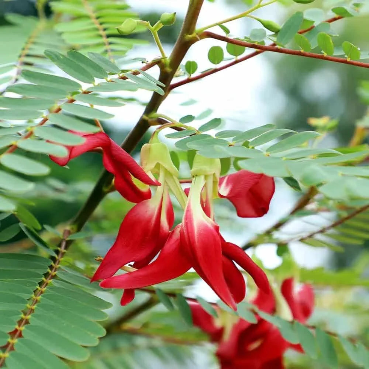 Sesbania Grandiflora Flower Seeds for Planting Heirloom, Non-GMO, Tropical, Pollinator-Friendly