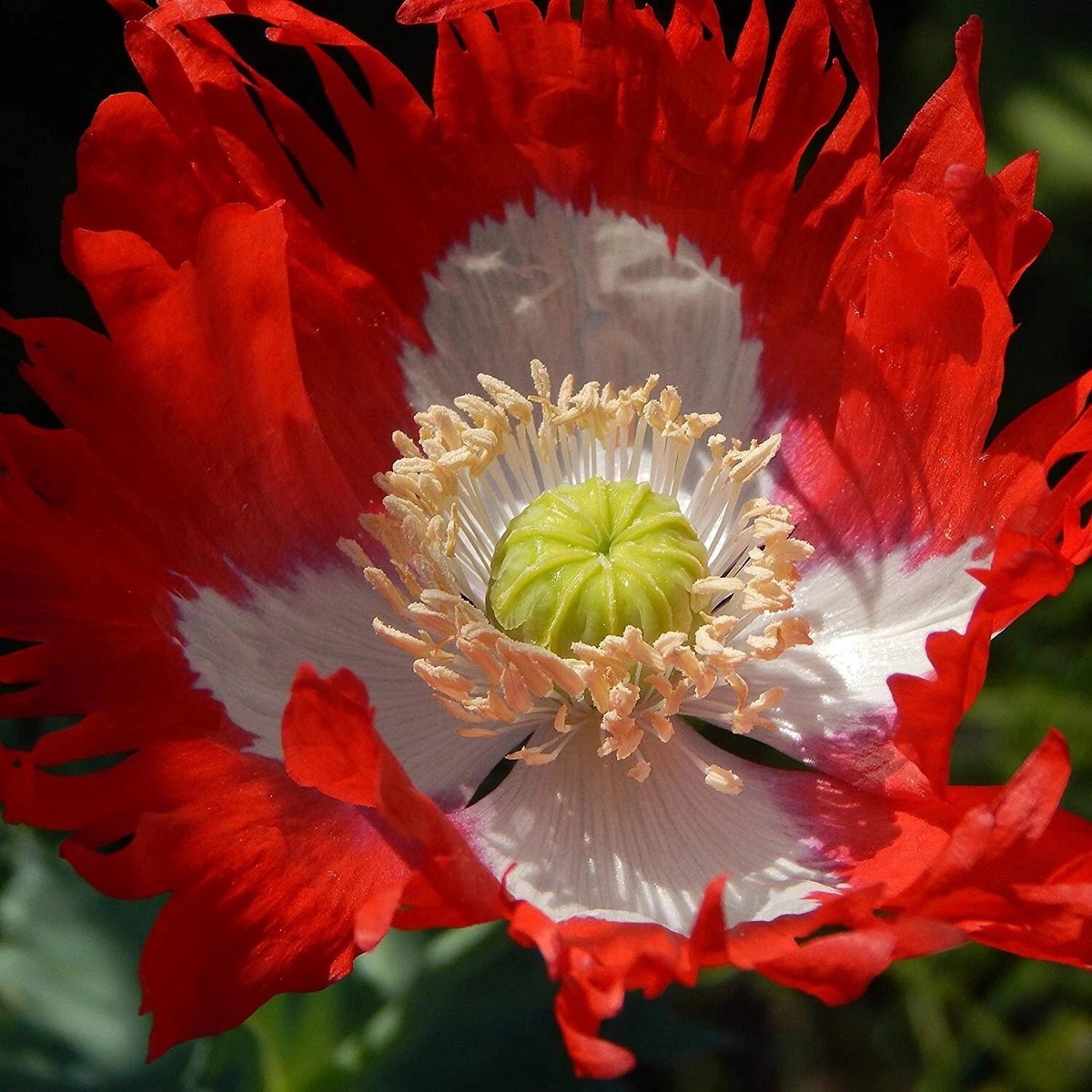 Stratified Danish Flag Poppy Flower Seeds Garden Planting Heirloom, Non-GMO, High Germination Organic Garden Seeds