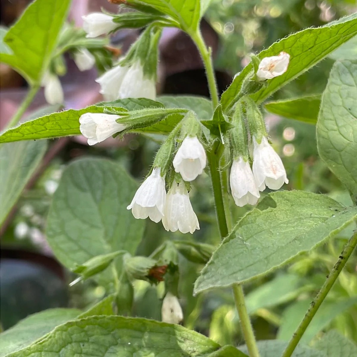 Symphytum Flower seeds for Planting Colorful Display Heirloom & GMO Free Seeds for Home Garden Sale