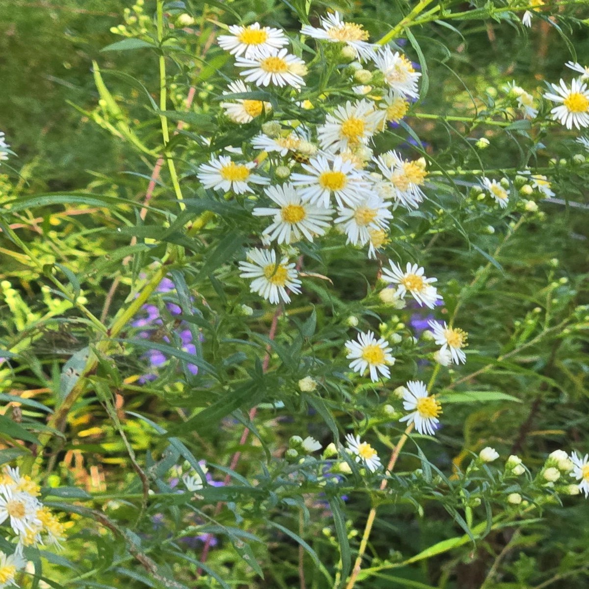 teasp Panicled Aster Seeds NATIVE Symphyotrichum lanceolatum Native US Plant Heirloom, Non-GMO, High Germination Organic Garden Seeds
