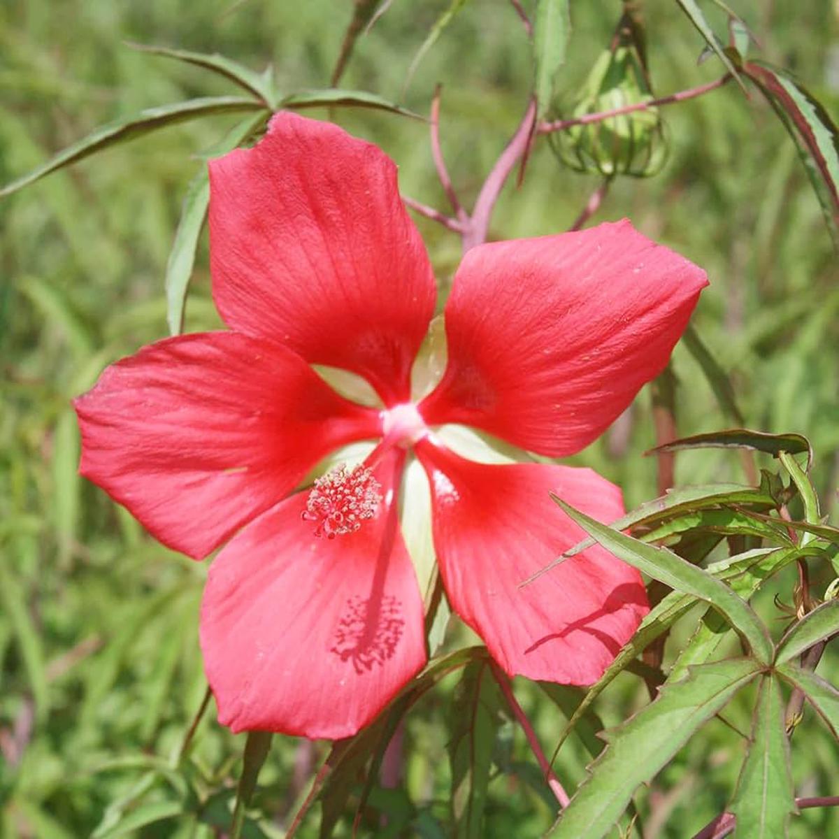 Texas Star Hibiscus Seeds +pcs Red Flower Gorgeous Plants