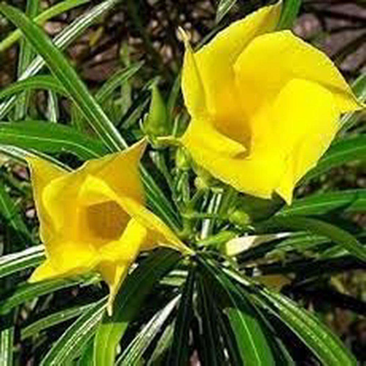 Thevetia Flower Seeds for Planting, Heirloom, Non-GMO, 100