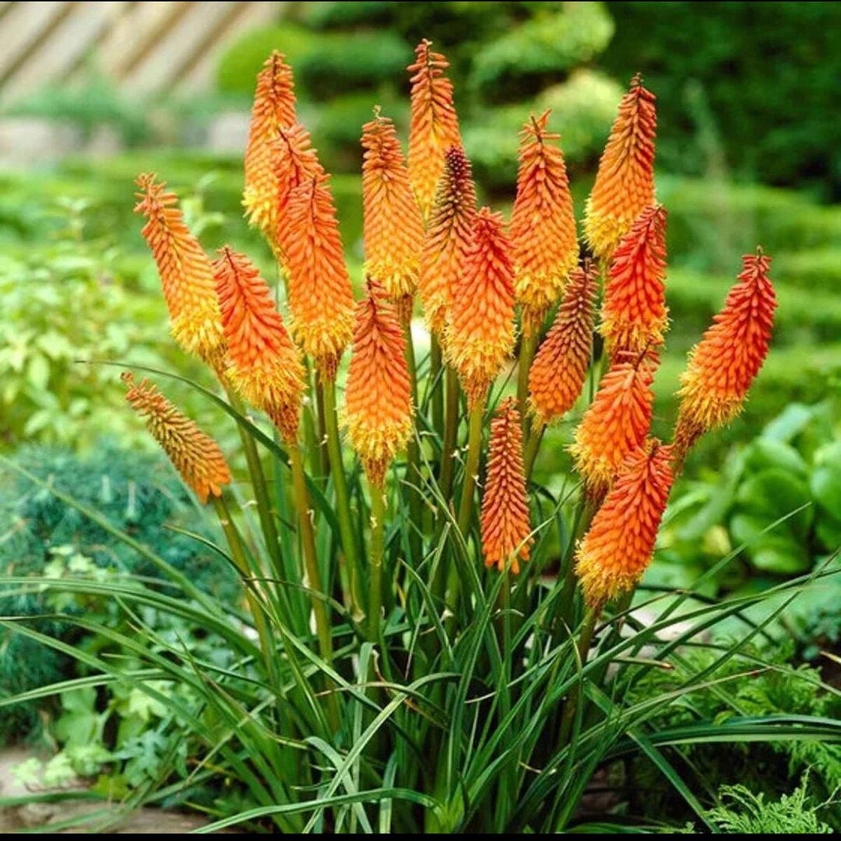 Uvaria Flower Seeds for Planting | Heirloom Non-GMO High Germination Organic Garden Seeds