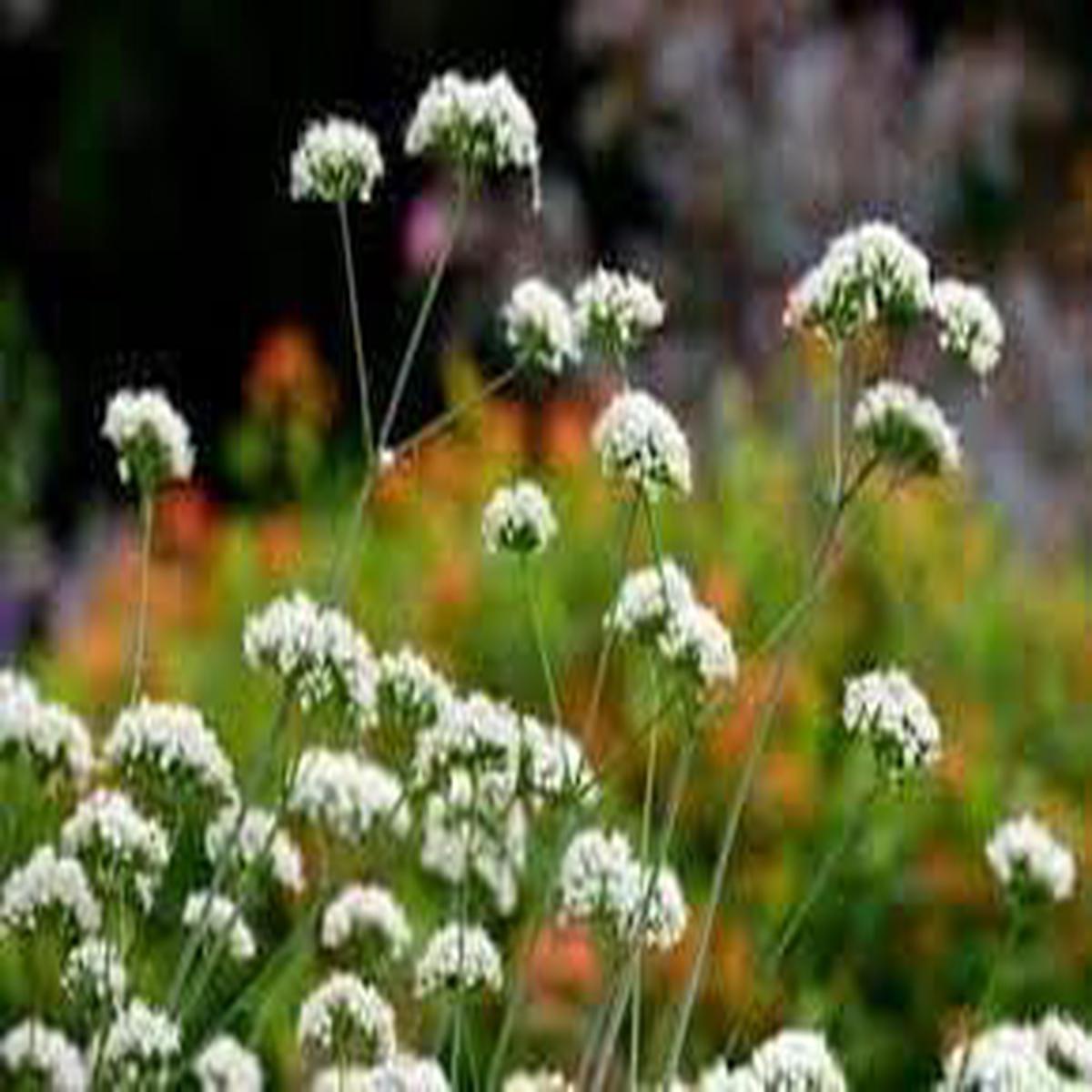 Valeriana Flower seeds for Planting Seasonal Bloomer Heirloom & GMO Free Seeds for Home Garden