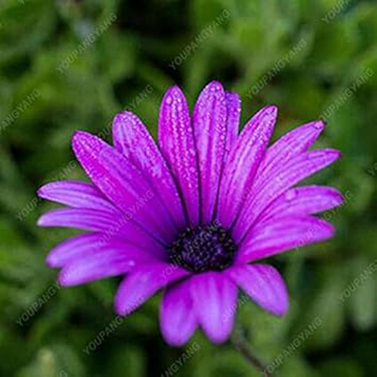 Violet Rigens Flower Seeds for Planting Organic, Heirloom, Non-GMO Garden Bloom Seeds