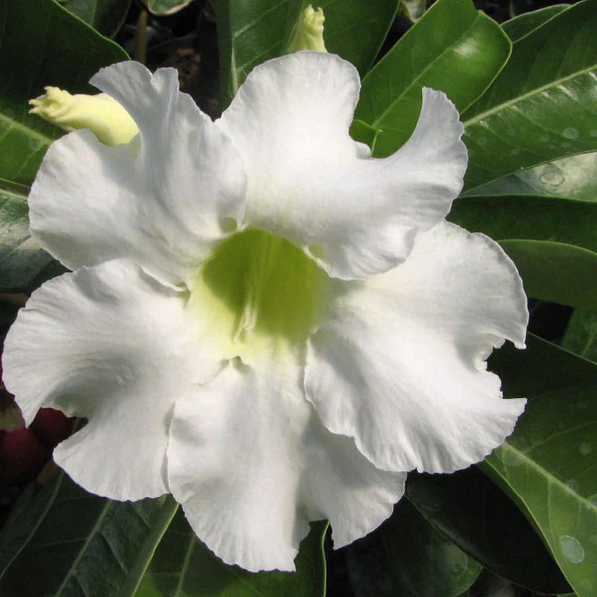 White Adenium Obesum Seeds Flower Seeds for Planting  Garden Favorite, Heirloom & Non-GMO Home Garden