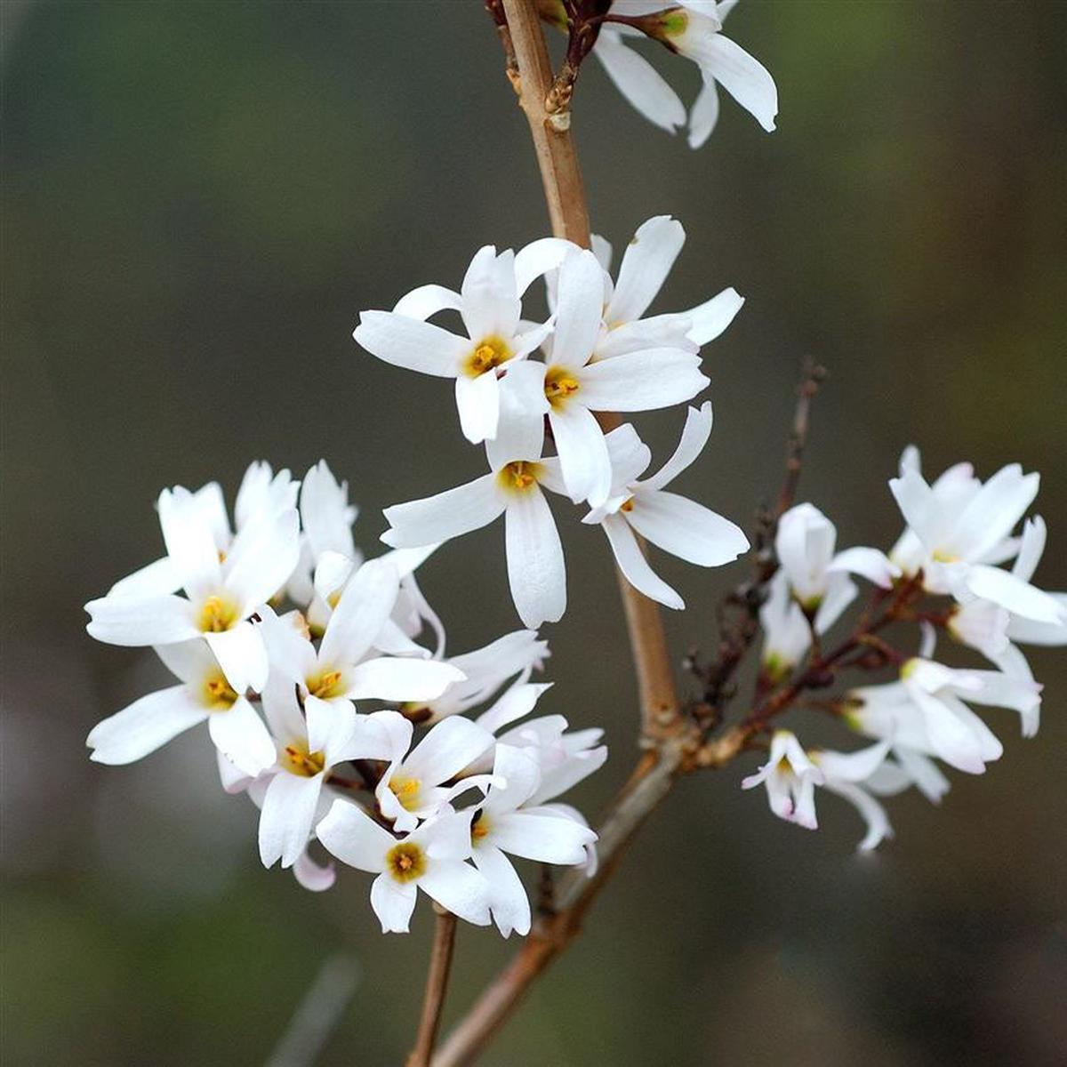 White Forsythia Abeliophyllum distichum Flower Seeds for Planting  Heirloom Non-GMO High Germination Organic Garden Seeds