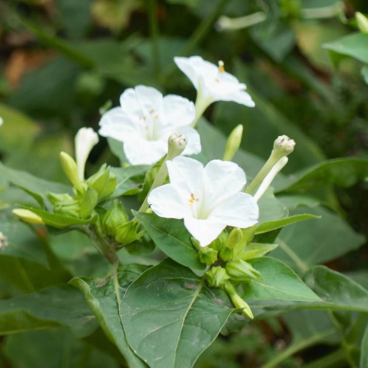 White Four O'Clock Flower seeds for Planting Shade Tolerant Heirloom & GMO Free Seeds for Home Garden Sale