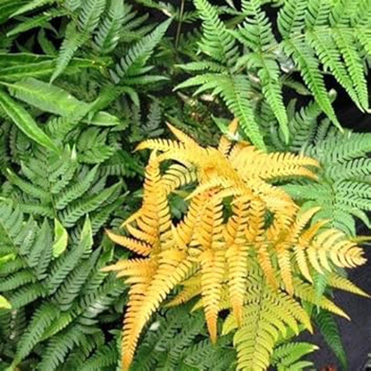 Yellow and Green Fern seeds for Planting - Heirloom & Non GMO Seeds for Garden and Indoor Decoration