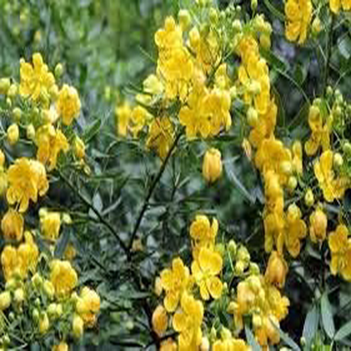 Yellow Cassia Tora Flower Seeds for Planting  Non-GMO Organic Garden Seeds, High Germination