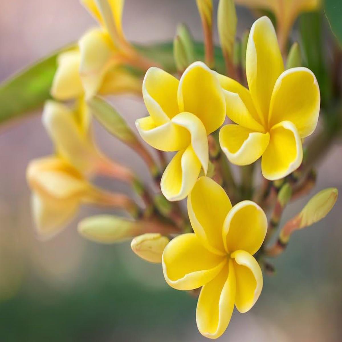 Yellow Egg Flower seeds for Planting - Hardy Variety, Heirloom & GMO Free Seeds for Home Garden