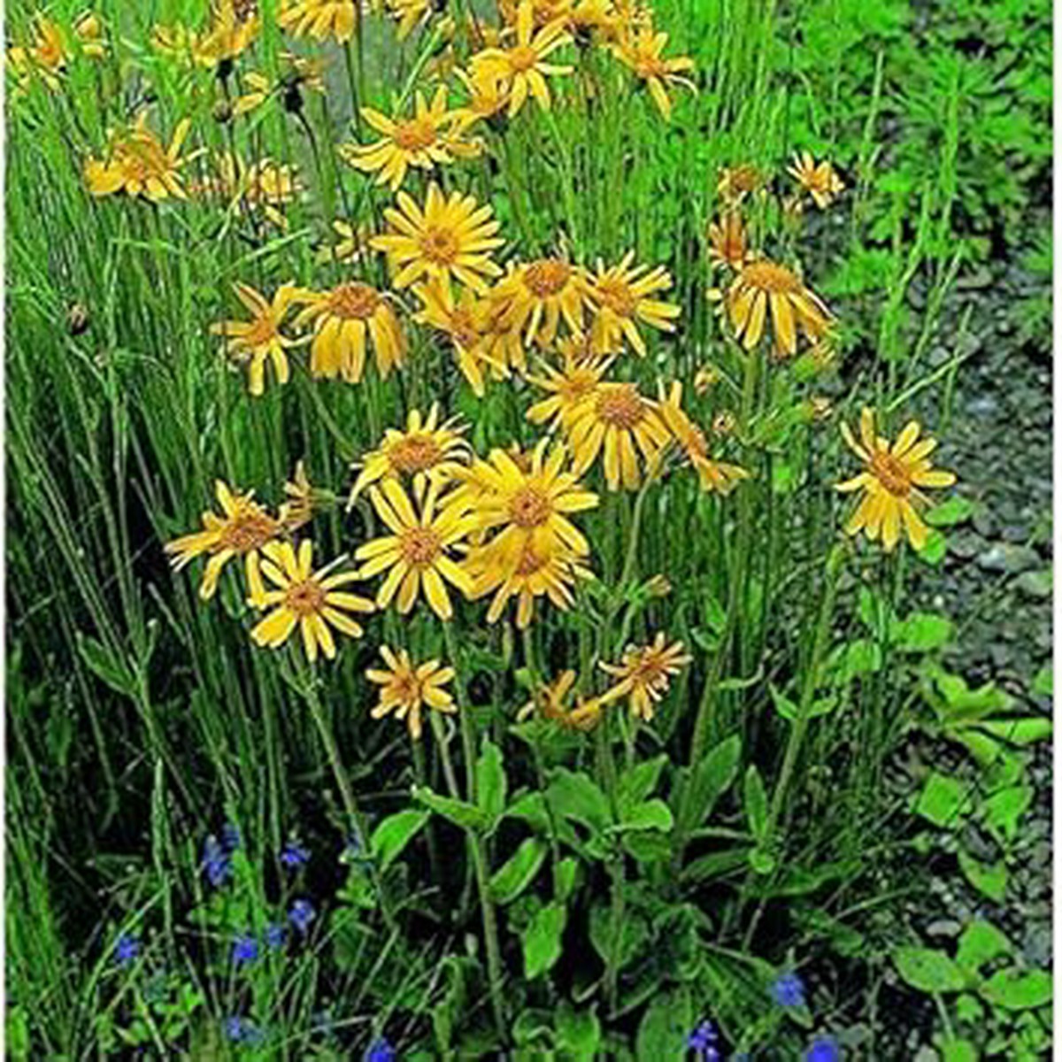 Yellow Mountain Arnica Flower Seeds for Garden  Non-GMO, Heirloom, High Germination Seeds